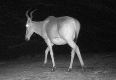 Alcelaphus buselaphus major
