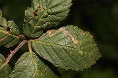 Stigmella aurella