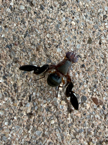 Unknown species found near Colleen Dr, Wichita Falls, TX, US