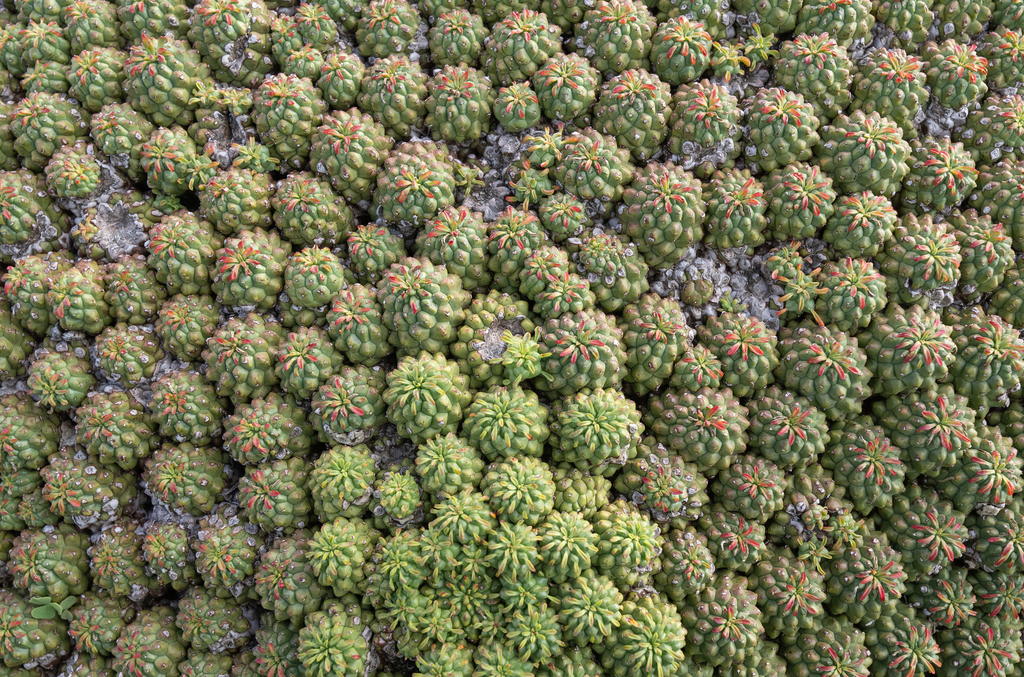 Euphorbia clavarioides; photograph (c) Morten Ross, some rights reserved (CC BY)