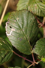 Stigmella aurella