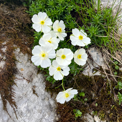 Alpine Crowfoot (Ranunculus alpestris)