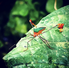 Anisoscelis foliaceus