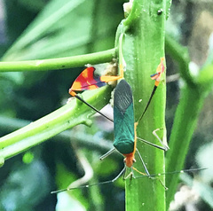 Anisoscelis foliaceus