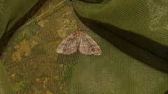 Catarhoe basochesiata