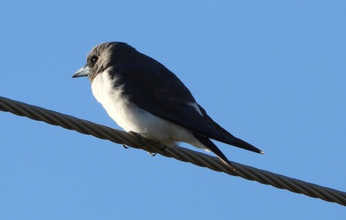 White-breasted Woodswallow
