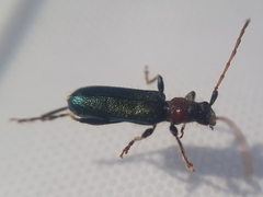 Cartallum ebulinum