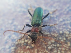 Cartallum ebulinum