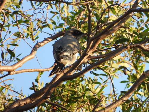 Black-faced Cuckooshrike