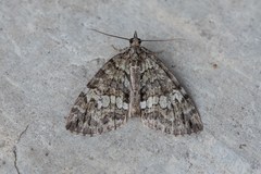 Hydriomena renunciata