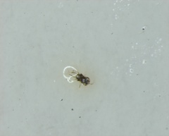 Arthropoda