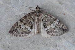 Hydriomena renunciata