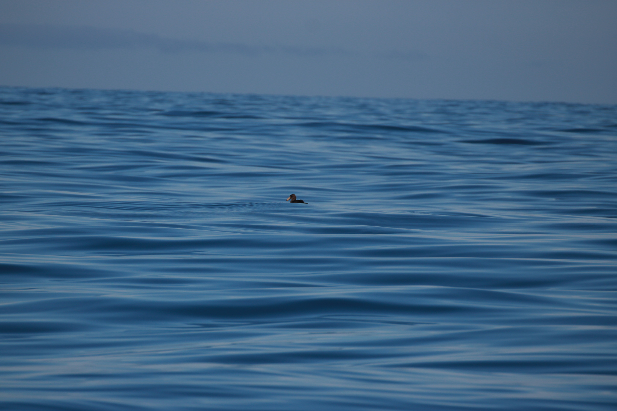 Northern Giant Petrel (Macronectes halli), photo 5