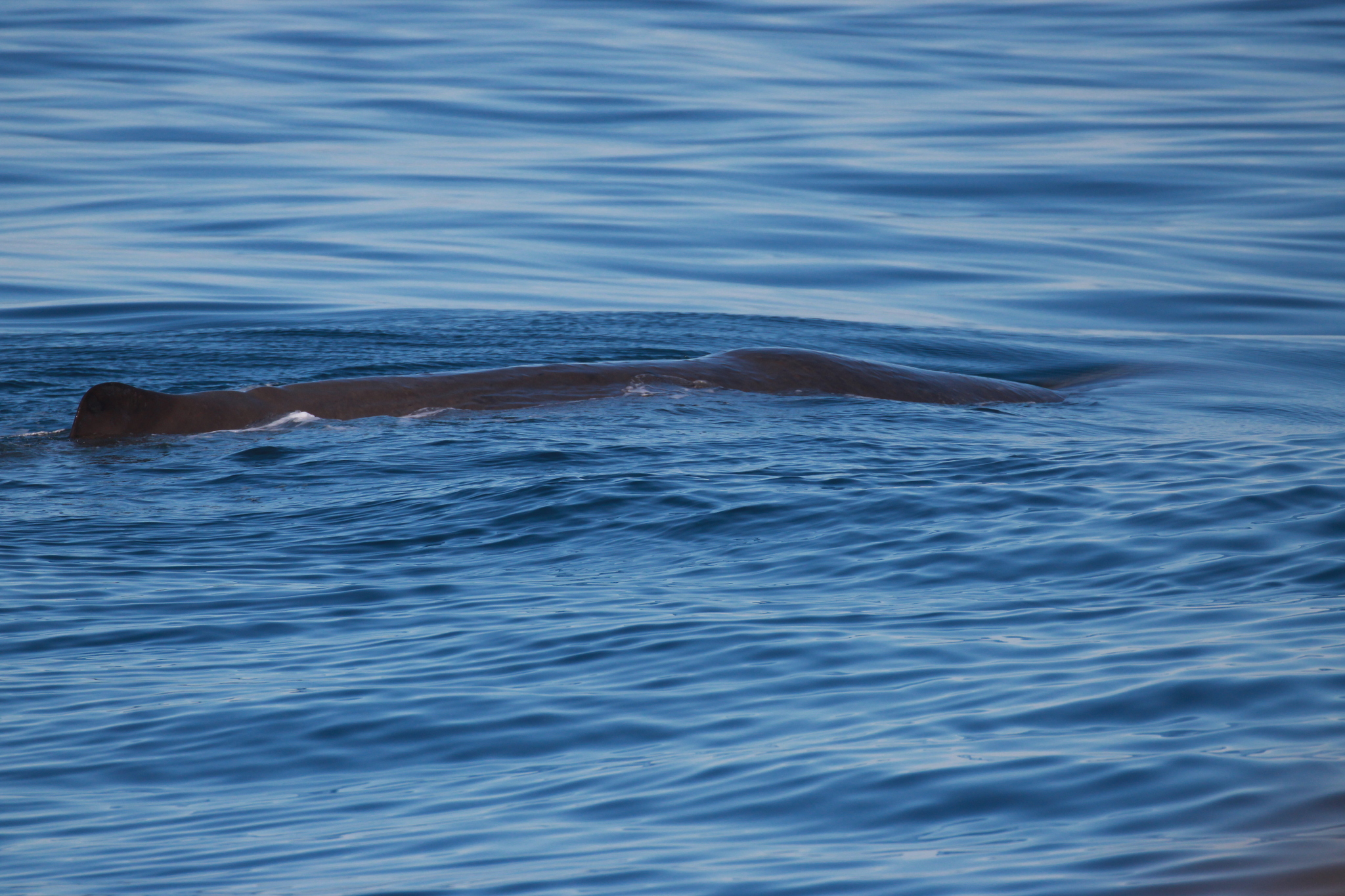 Physeter macrocephalus