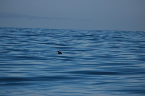 Northern Giant Petrel (Macronectes halli), photo 6