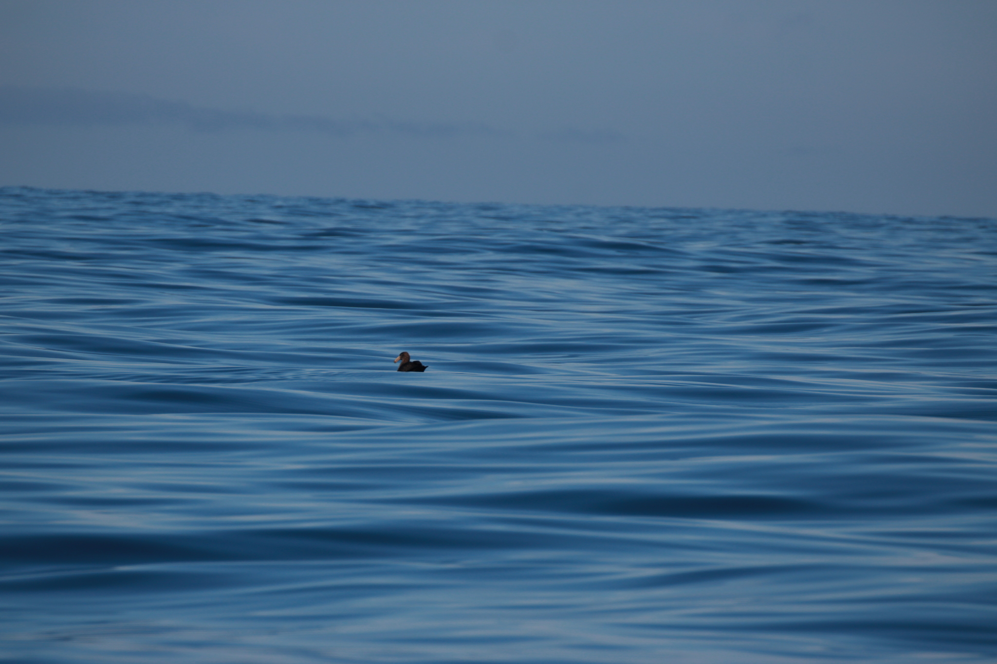 Northern Giant Petrel (Macronectes halli), photo 6