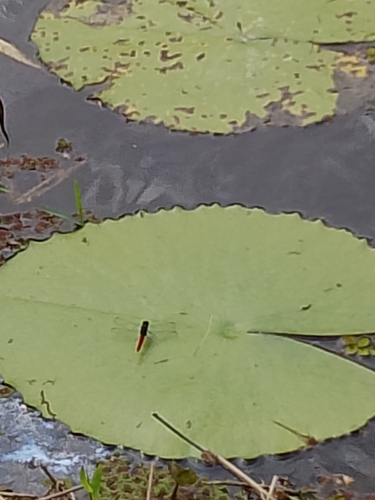Flame-tailed Pondhawk