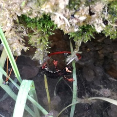 Salamandrina perspicillata