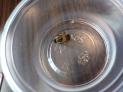Apis mellifera