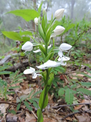 Habenaria clypeata