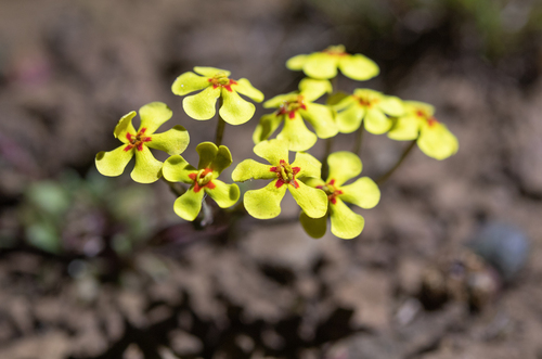 Zaluzianskya rubrostellata
