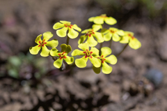 Zaluzianskya rubrostellata