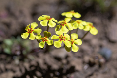 Zaluzianskya rubrostellata, photograph (c) Morten Ross, some rights reserved (CC BY)