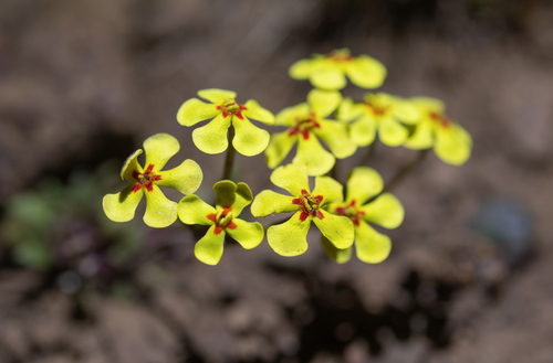 Zaluzianskya rubrostellata, photograph 2