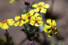 Zaluzianskya rubrostellata, photograph (c) Morten Ross, some rights reserved (CC BY)