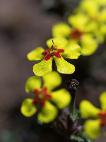 Zaluzianskya rubrostellata, photograph 5