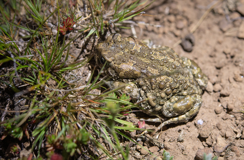 Vandijkophrynus nubicola