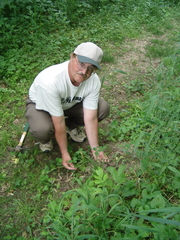 Trifolium stoloniferum
