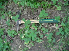 Trifolium stoloniferum