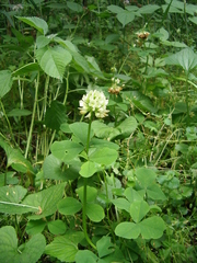 Trifolium stoloniferum