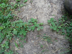 Trifolium stoloniferum