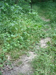 Trifolium stoloniferum