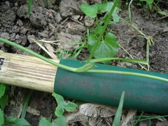 Trifolium stoloniferum