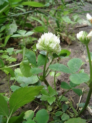 Trifolium stoloniferum
