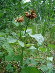 Trifolium stoloniferum