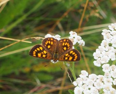 Lycaena enysii