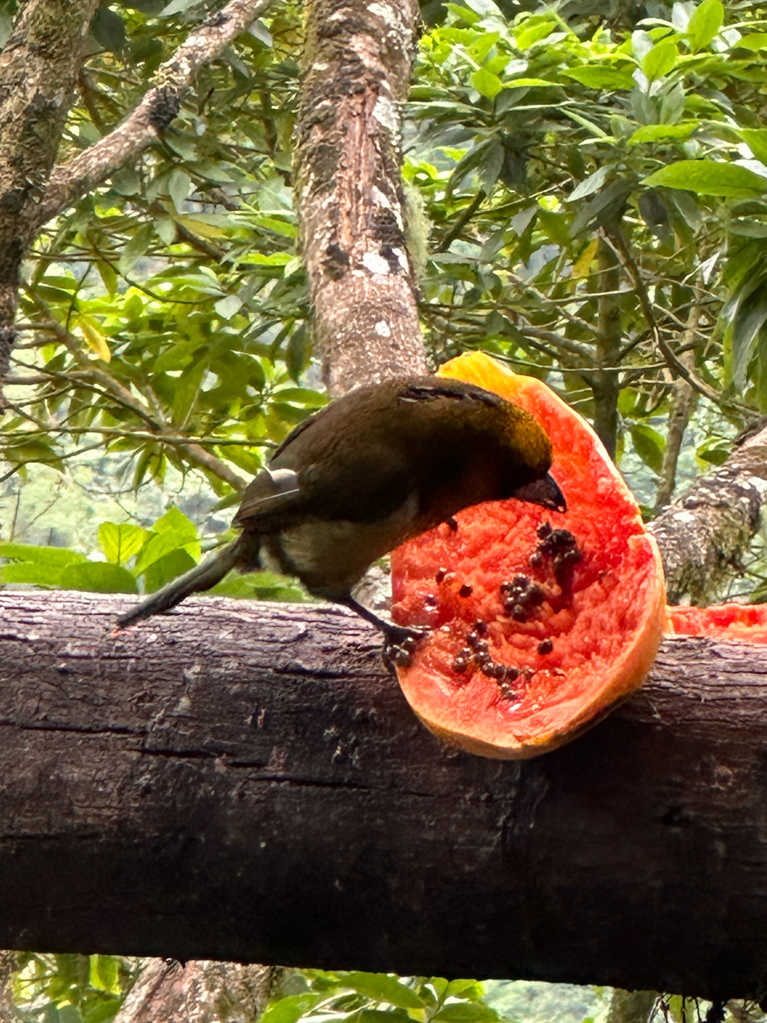 Prong-billed Barbet (Semnornis frantzii), photo 4