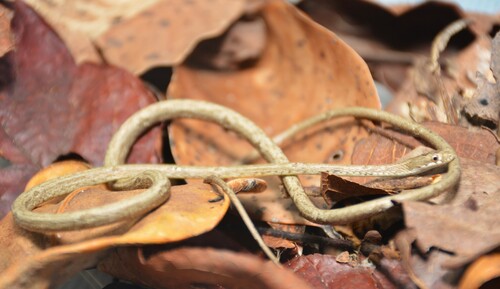 Schlegel's Golden Snake