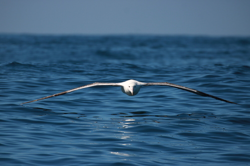 Southern Royal Albatross (Diomedea epomophora), photo 5