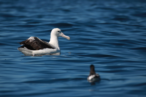 Southern Royal Albatross (Diomedea epomophora), photo 6
