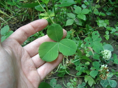 Trifolium stoloniferum