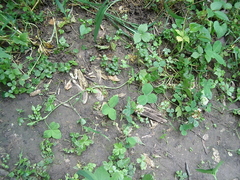 Trifolium stoloniferum