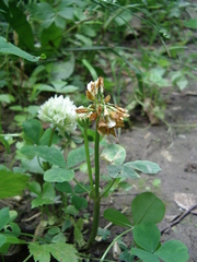 Trifolium stoloniferum