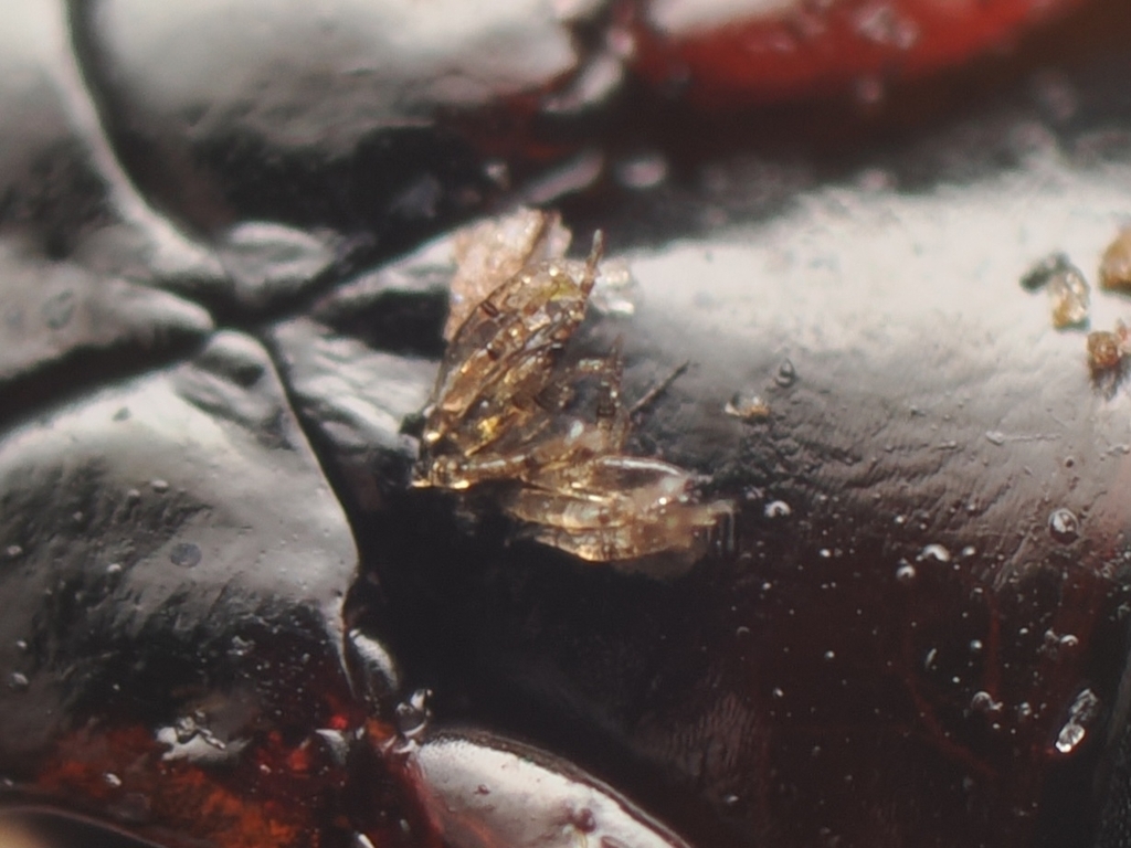 Laboulbenia argutoris