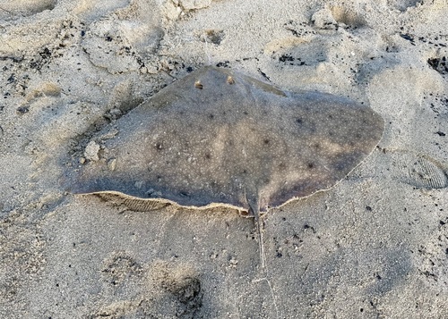 Longsnout butterfly ray (Gymnura crebripunctata) — Gymnuridae — 3
