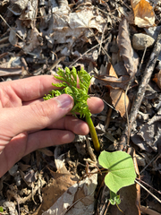Botrychium virginianum, photograph Niyan Shehan, CC0, iNaturalist via GBIF